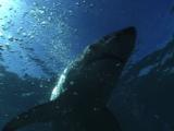 Great White Shark (Carcharodon Carcharias) Swims Over Camera. Cape Province.  South Africa