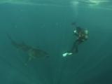 Great White Shark (Carcharodon Carcharias) Swims Past Cameraman. Cape Province. South Africa