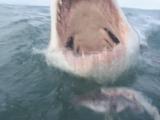 Great White Shark (Carcharodon Carcharias), Bites At Bait At Back Of Boat, Hand Nearly In Mouth As Strokes Shark Nose.  South African Waters