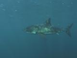 Great White Shark (Carcharodon Carcharias), 3 Swim Near Bait.  South African Waters