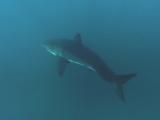 Great White Shark (Carcharodon Carcharias), Swims.  South African Waters