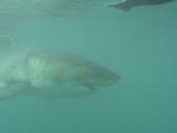 Great White Shark (Carcharodon Carcharias), Swims Near Dummy Seal.  South African Waters