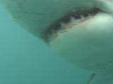 Great White Shark (Carcharodon Carcharias), Swims.  South African Waters
