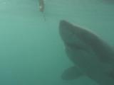 Great White Shark (Carcharodon Carcharias), Underwater Bites At Bait At Back Of Boat.  South African Waters