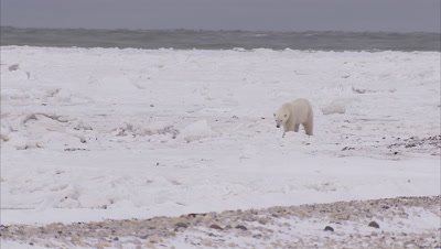 Polar bear walking on ice, Churchill, Manitoba, Canada 