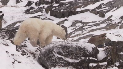Polar bear walking on snowy rocks, Churchill, Manitoba, Canada 