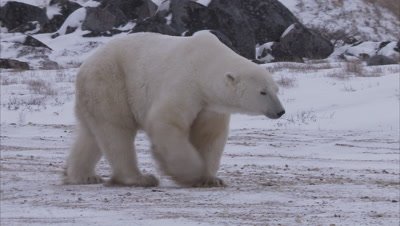 Polar bear walking on snowy tundra, Churchill, Manitoba, Canada 