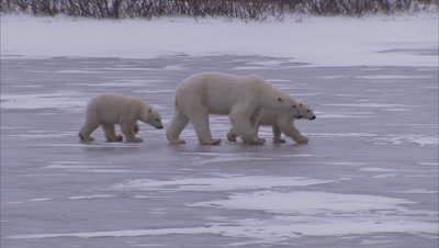Polar bear with cubs walking on ice, Churchill, Manitoba, Canada 