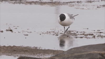 Sabine's gull feeding behavior, Manning Island, Nunavut, Canada 
