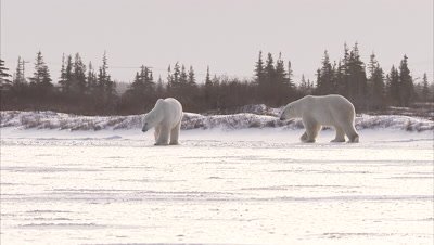 Two polar bears,Ursus maritimus, Churchill, Manitoba, Canada 