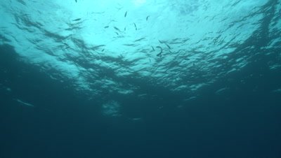 Banded sea krait (Laticauda colubrina) swims near surface then dives 
