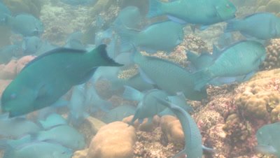 Parrotfish (unidentified species - possibly Scarus viridifucatus) school attacking reef. Feeding behaviour, Maldives 