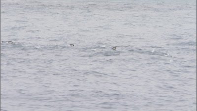 Chinstrap penguins (Pygoscelis antarctica) porpoising at sea 