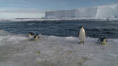 Emperor penguins (Aptenodytes forsteri) swimming in wide ice hole, some exiting water to camera, Cape Washington, Antarctica