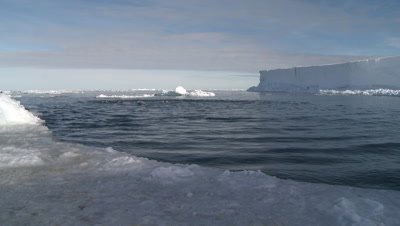 Emperor penguins (Aptenodytes forsteri) porpoising in wide ice hole, some exit water, Cape Washington, Antarctica