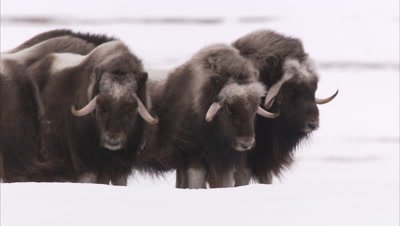 Musk ox in snow, Minnesota, United States of America