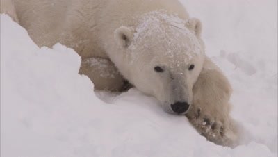 Polar bear in day den in snow, Churchill, Manitoba, Canada