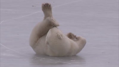 Polar bear rolling on ice, Churchill, Manitoba, Canada