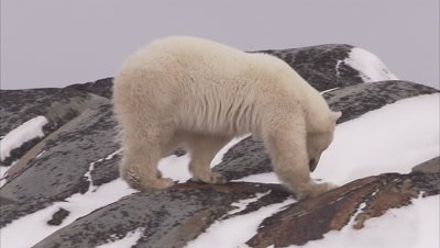 Polar bear walking on snowy rocks, Churchill, Manitoba, Canada
