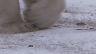 Polar bear walking on snowy tundra, Churchill, Manitoba, Canada