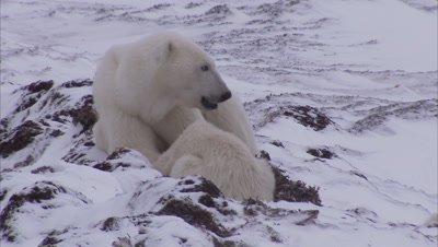 Polar bear with cubs feeding on kelp, Churchill, Manitoba, Canada