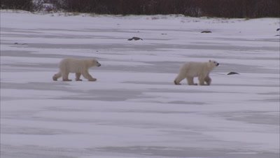 Polar bear with cubs walking on ice, Churchill, Manitoba, Canada