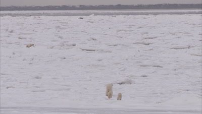 Polar bear with cubs walking on ice, Churchill, Manitoba, Canada