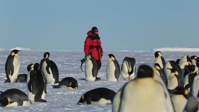 Emperor penguins (Aptenodytes fosteri) at colony, Asian photographer behind (mainly unrecognisable?)