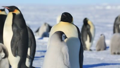 Emperor penguins (Aptenodytes fosteri) at colony, chick begs from adult then spins around