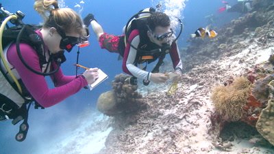 Divers/scientists swim down to measure anemone and anemone damsel fish (Amphiprion akindynos)