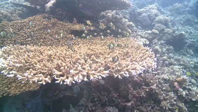 POV of predator moving over coral heads; fish hide in coral