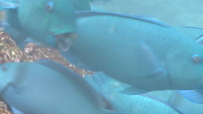 Parrotfish (unidentified species - possibly Scarus viridifucatus) school attacking reef. Feeding behaviour, Maldives