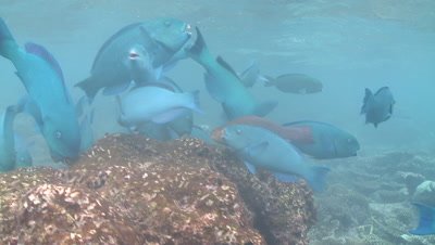 Parrotfish (unidentified species - possibly Scarus viridifucatus) school attacking reef. Feeding behaviour, Maldives