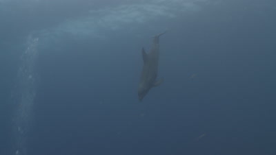 Habituated bottlenose dolphin (Tursiops truncatus) swims from surface past divers (some not cleared); then swims along reef and back to interact with divers, various., Roatan Island, Honduras