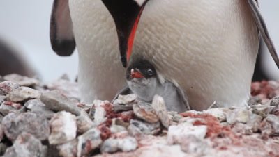 Gentoo penguin (Pygoscelis papua) adults on two nests close together, Antarctica