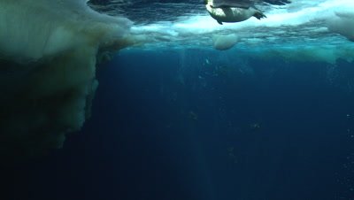 Emperor penguins (Aptenodytes forsteri) swimming near the ice edge and diving, underwater, Cape Washington, Antarctica