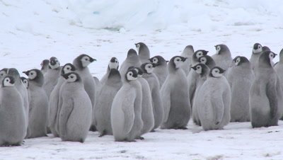 Emperor penguin (Aptenodytes forsteri), chicks at creche, Cape Washington, Antarctica