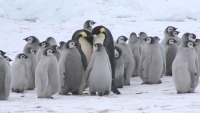 Emperor penguin (Aptenodytes forsteri), chicks at creche, adults display, Cape Washington, Antarctica