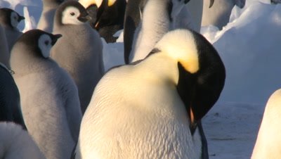 Emperor penguins (Aptenodytes forsteri), adult in colony preens, Cape Washington, Antarctica