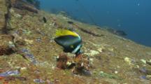 Pair Of Singular Bannerfishes Feeds On Rocks