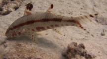 Freckled Goatfish Feeds In The Sand