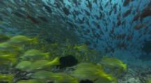 Shoals Of Bengal Snappers And Blue And Gold Snappers Hover In Strong Current Over Rocky Reef