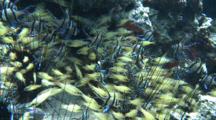 Banggai Cardinalfishes Hover Between Sea Urchins