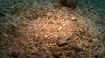 Angler Flatfish, Moves Slowly Over The Sand