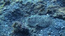 Angler Flatfish, Moves Slowly Over The Sand