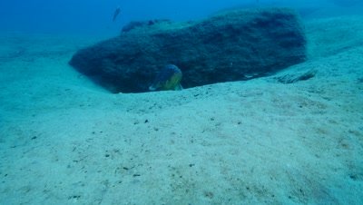 dusky grouper Fuerteventura Spain