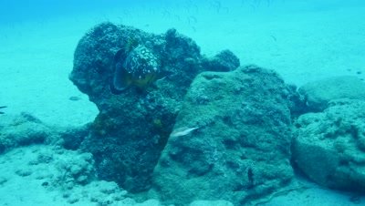 dusky grouper Fuerteventura Spain