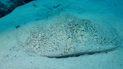 black electric ray with cleaner fish Fuerteventura Spain