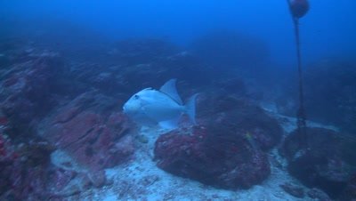 ocean triggerfish Cocos Costa Rica