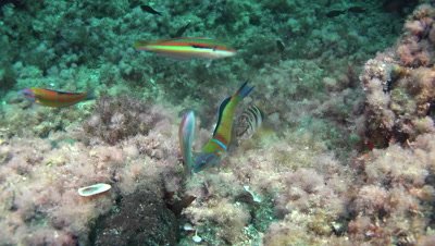 painted comber ans omare wrasse Mallorca Spain